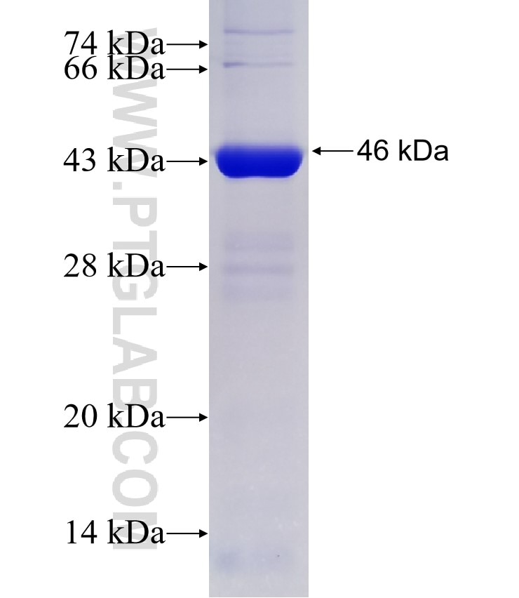 ABCE1 fusion protein Ag10659 SDS-PAGE