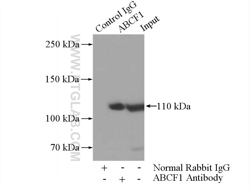 Immunoprecipitation (IP) experiment of K-562 cells using ABCF1 Polyclonal antibody (13950-1-AP)