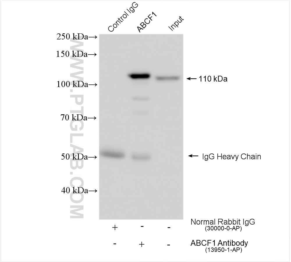 Immunoprecipitation (IP) experiment of K-562 cells using ABCF1 Polyclonal antibody (13950-1-AP)