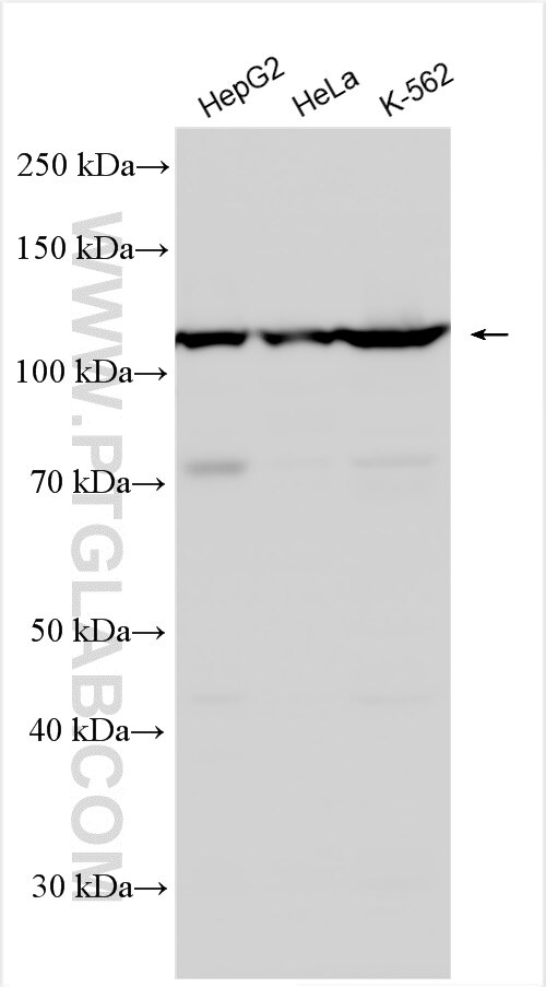 Western Blot (WB) analysis of various lysates using ABCF1 Polyclonal antibody (13950-1-AP)