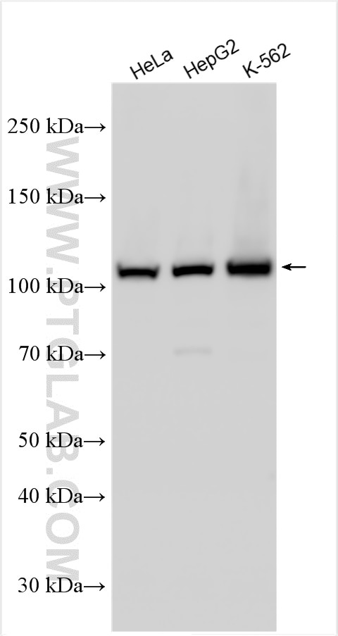 Western Blot (WB) analysis of various lysates using ABCF1 Polyclonal antibody (13950-1-AP)