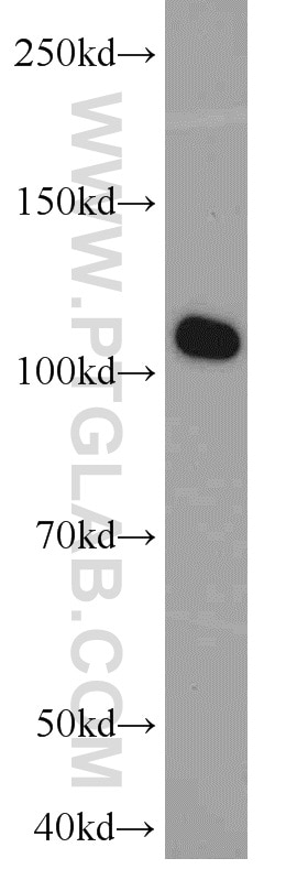 WB analysis of K-562 using 13950-1-AP