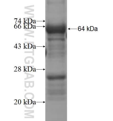 ABCF1 fusion protein Ag5061 SDS-PAGE