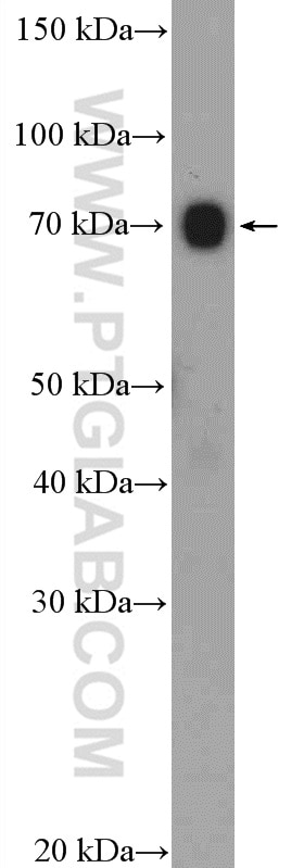 Western Blot (WB) analysis of NIH/3T3 cells using ABCF2 Polyclonal antibody (10226-1-AP)