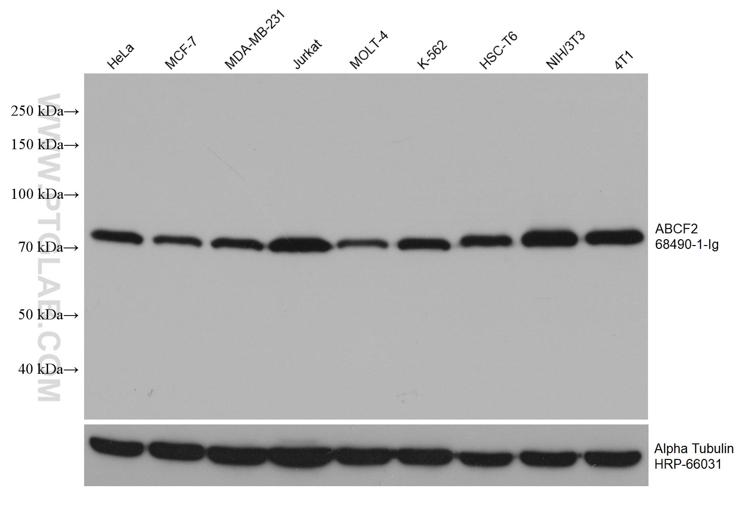 Western Blot (WB) analysis of various lysates using ABCF2 Monoclonal antibody (68490-1-Ig)