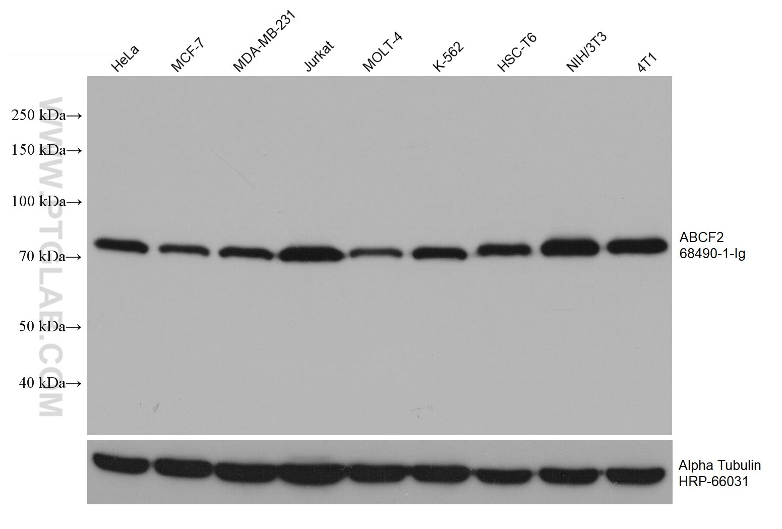 Western Blot (WB) analysis of various lysates using ABCF2 Monoclonal antibody (68490-1-Ig)