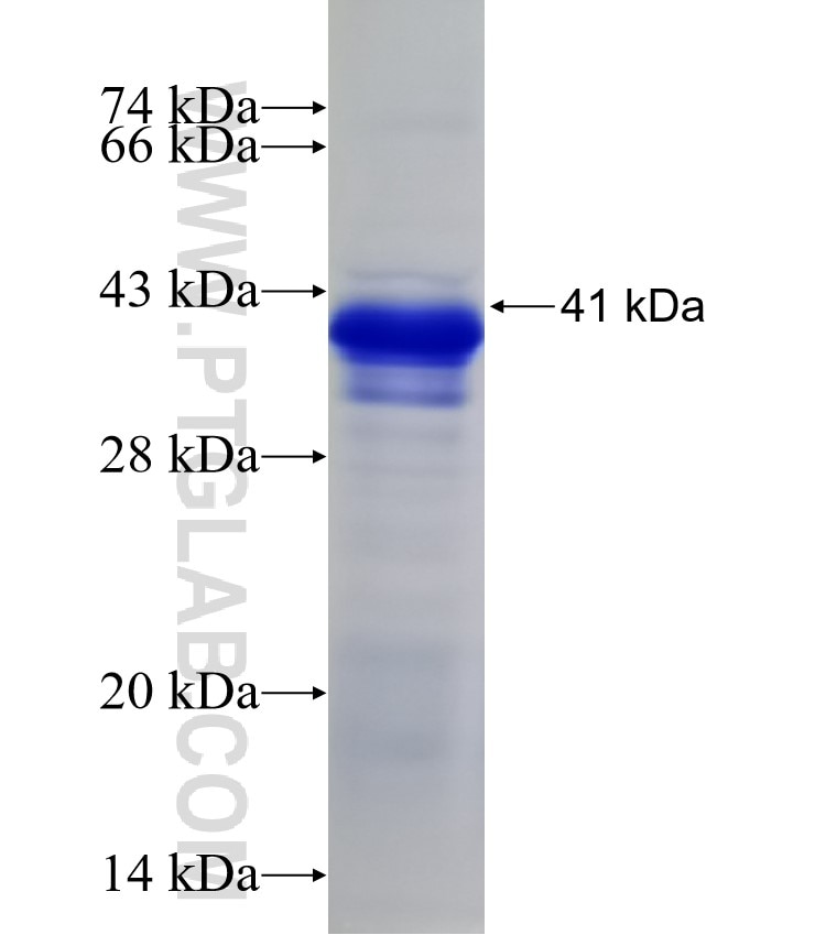 ABCF2 fusion protein Ag33824 SDS-PAGE