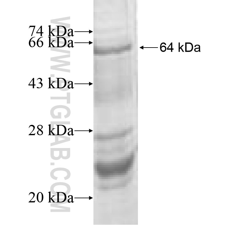 ABCF3 fusion protein Ag8787 SDS-PAGE