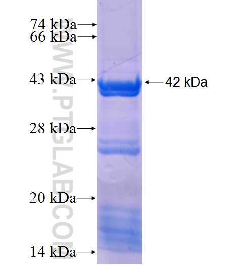 ABCF3 fusion protein Ag8823 SDS-PAGE