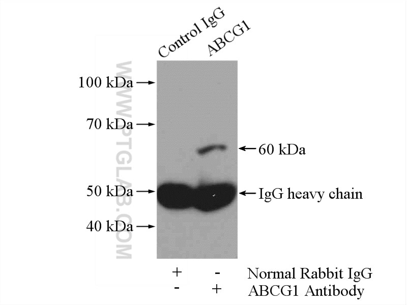 ABCG1 Polyclonal antibody