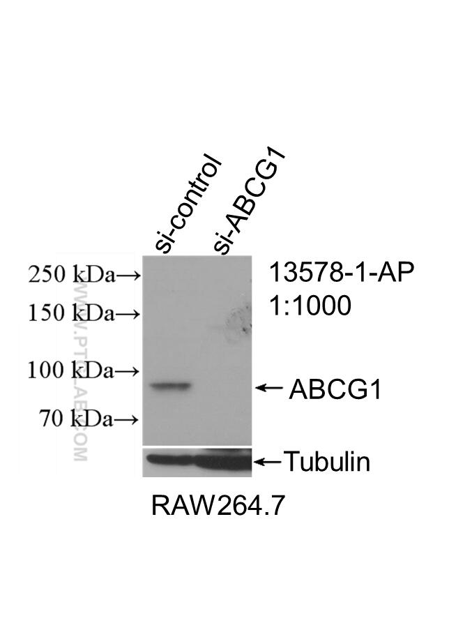 Western Blot (WB) analysis of RAW 264.7 cells using ABCG1 Polyclonal antibody (13578-1-AP)