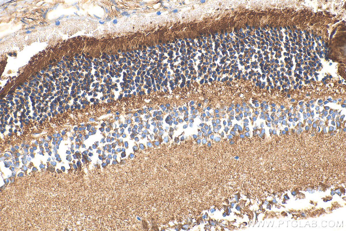 Immunohistochemistry (IHC) staining of mouse eye tissue using ABCG4 Polyclonal antibody (14269-1-AP)