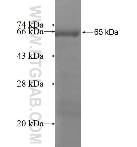 ABCG4 fusion protein Ag5587 SDS-PAGE