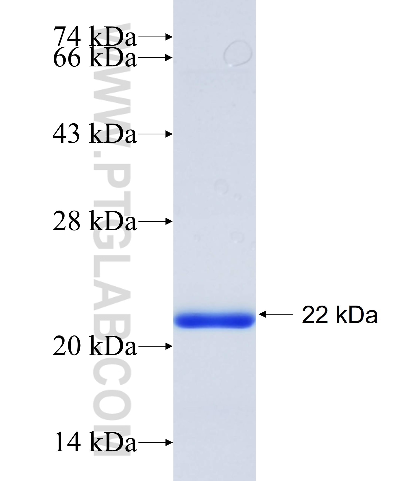 ABCG8 fusion protein Ag34721 SDS-PAGE