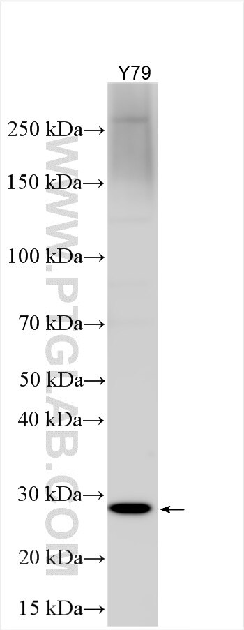 Western Blot (WB) analysis of various lysates using ABHD10 Polyclonal antibody (22558-1-AP)