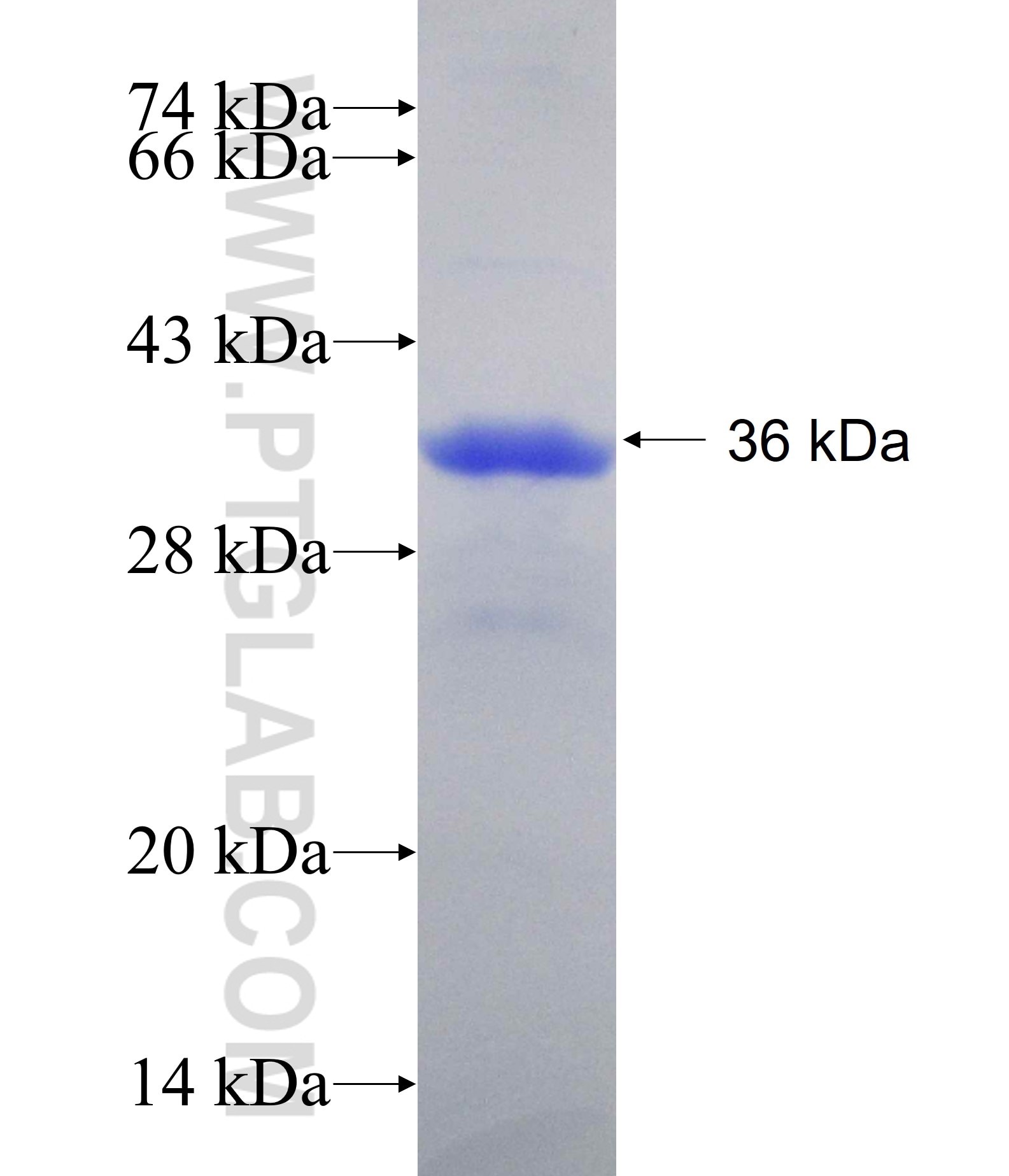 ABHD10 fusion protein Ag18553 SDS-PAGE