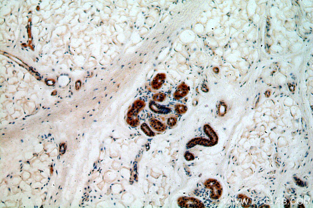 IHC staining of human skin using 20623-1-AP