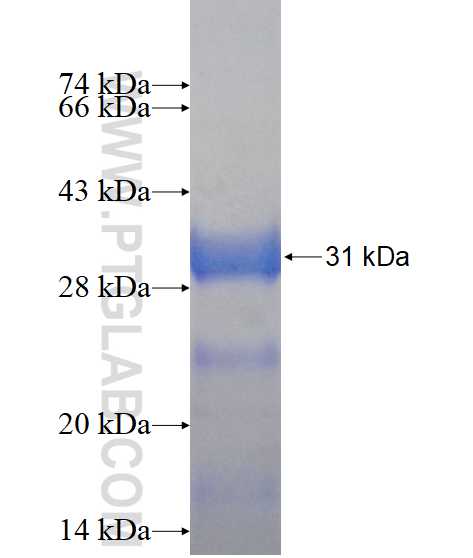 ABHD12B fusion protein Ag14426 SDS-PAGE