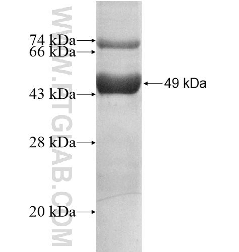 ABHD14A fusion protein Ag13744 SDS-PAGE