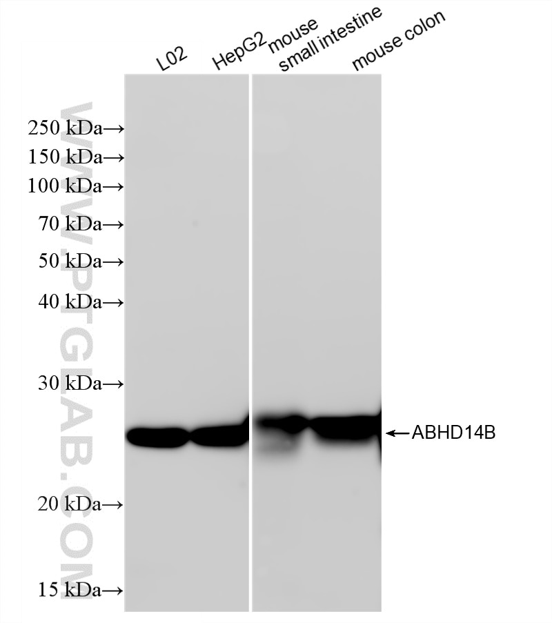 Western Blot (WB) analysis of various lysates using ABHD14B Recombinant monoclonal antibody (87389-1-RR)