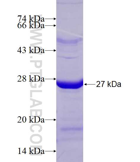 ABHD14B fusion protein Ag15097 SDS-PAGE