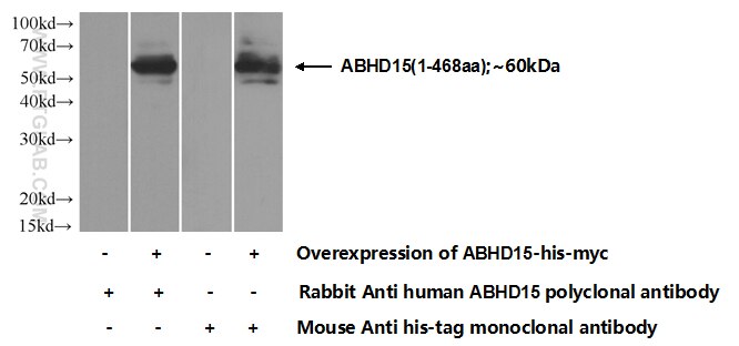 WB analysis of Transfected HEK-293 using 22526-1-AP