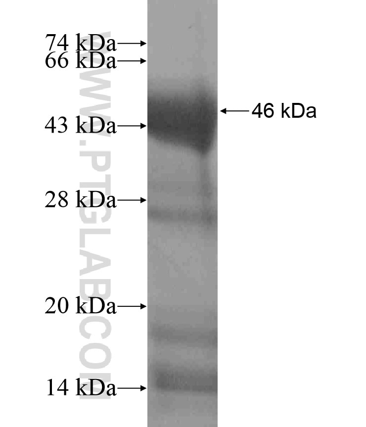 ABHD15 fusion protein Ag18334 SDS-PAGE