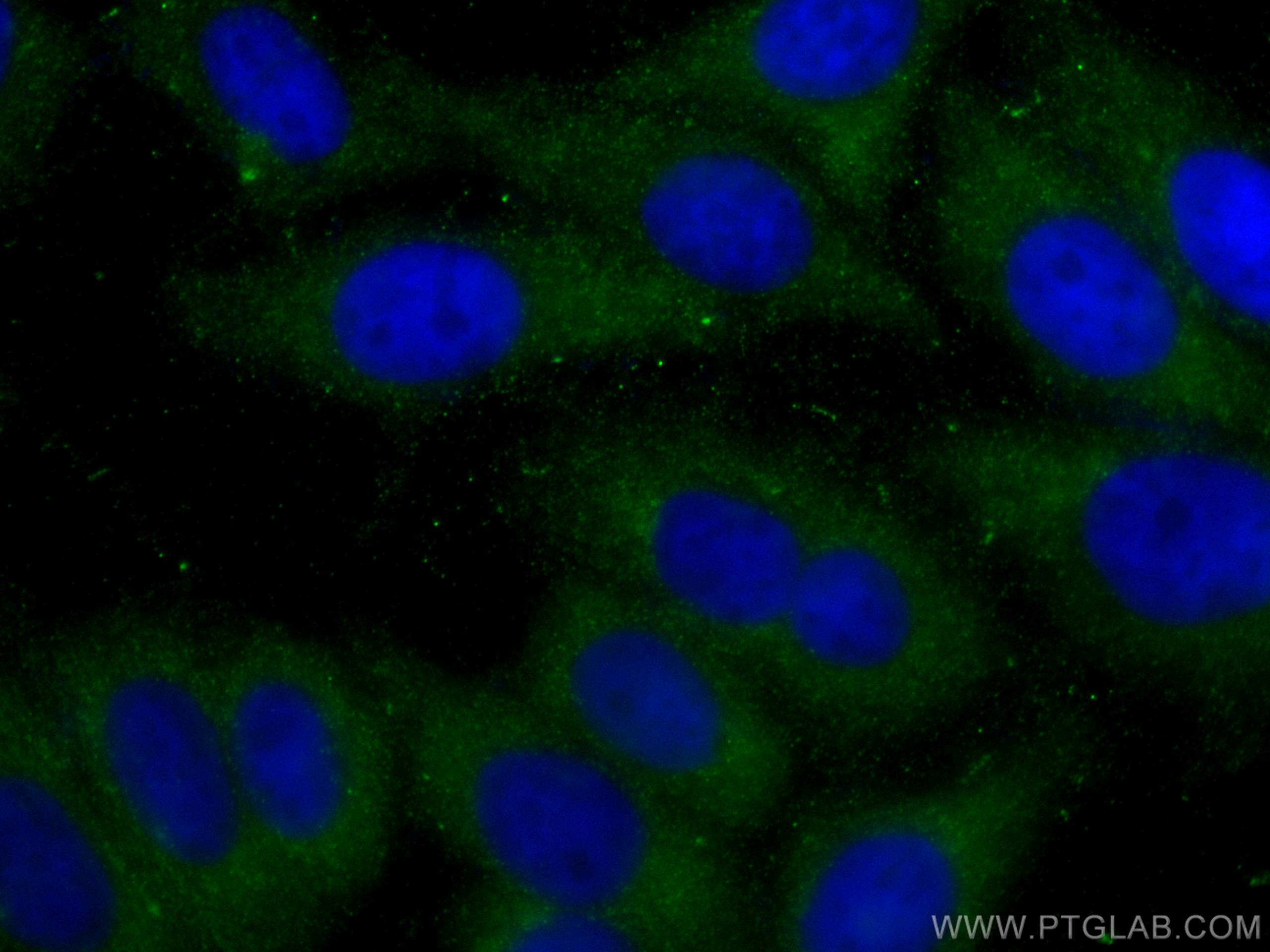 Immunofluorescence (IF) / fluorescent staining of HepG2 cells using ABHD5 Monoclonal antibody (67779-1-Ig)