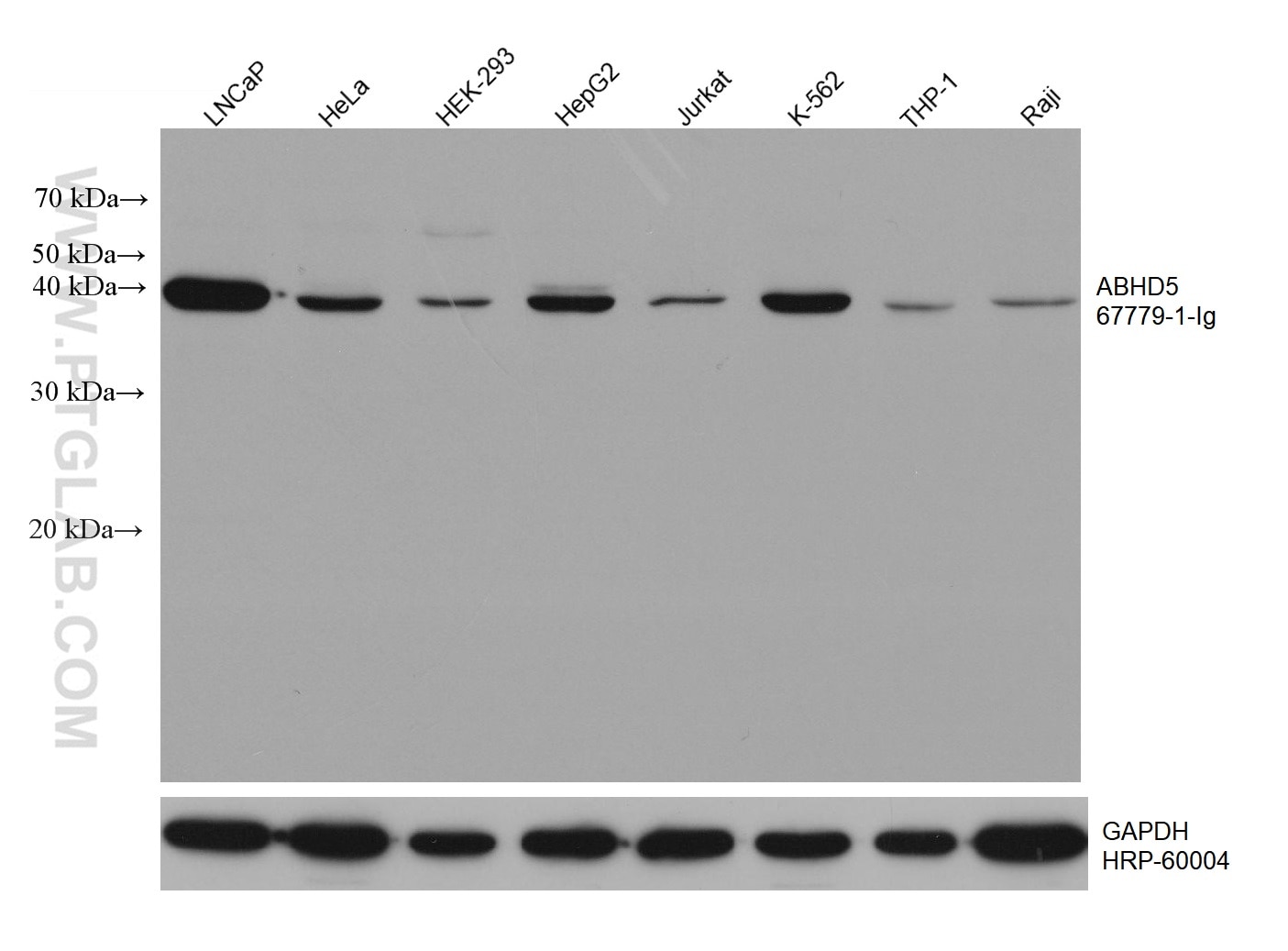 Western Blot (WB) analysis of various lysates using ABHD5 Monoclonal antibody (67779-1-Ig)