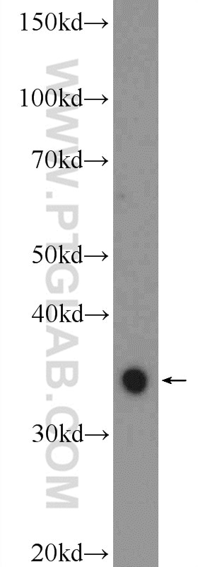 Western Blot (WB) analysis of RAW 264.7 cells using ABHD6 Polyclonal antibody (20494-1-AP)