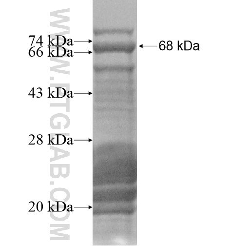 ABHD8 fusion protein Ag14516 SDS-PAGE