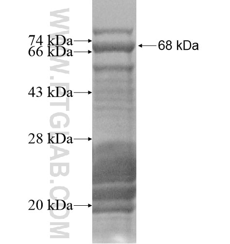 ABHD8 fusion protein Ag14516 SDS-PAGE