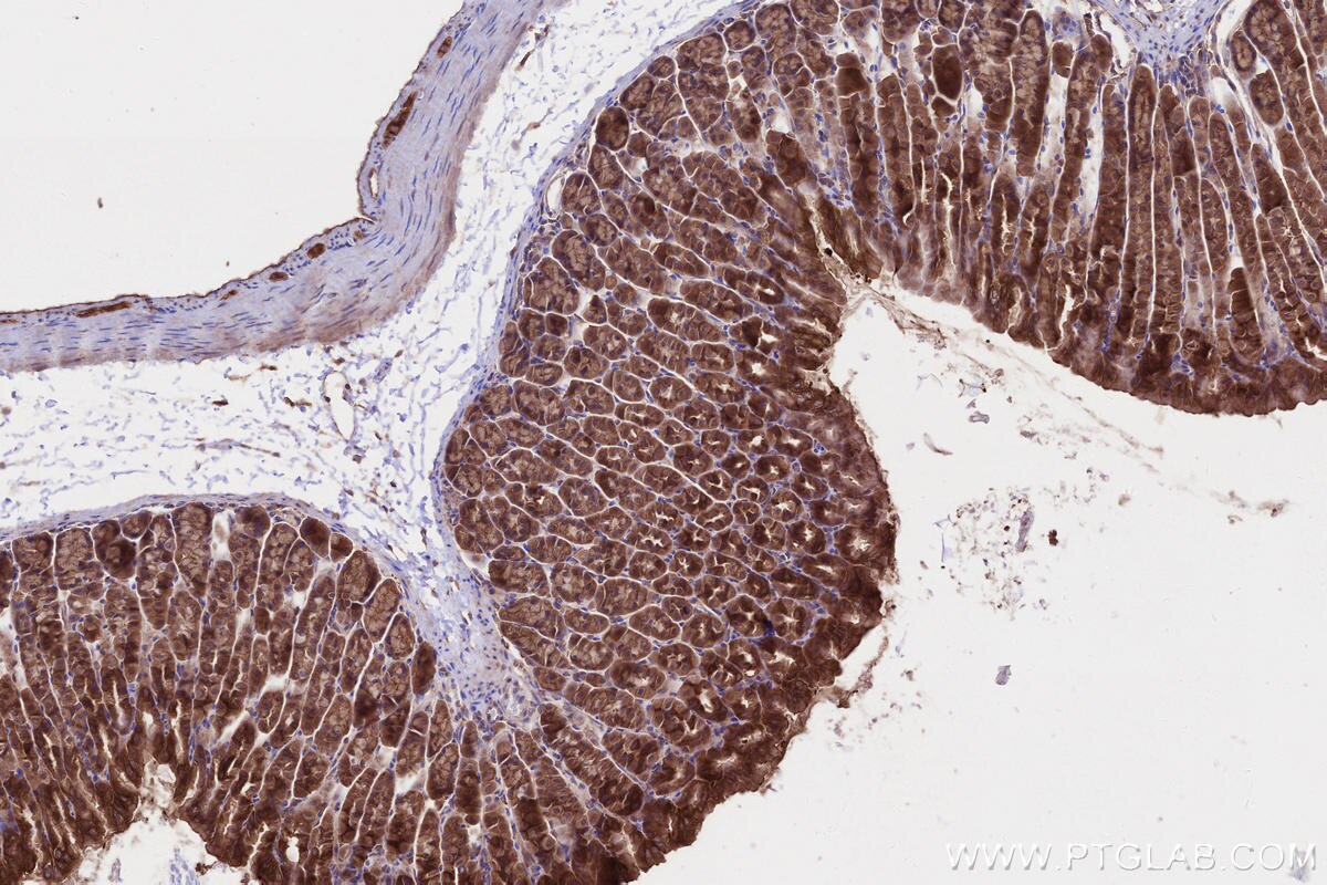 Immunohistochemistry (IHC) staining of mouse stomach tissue using ABI1 Polyclonal antibody (27387-1-AP)