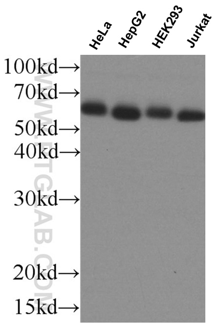 Western Blot (WB) analysis of various lysates using ABI1 Polyclonal antibody (27387-1-AP)