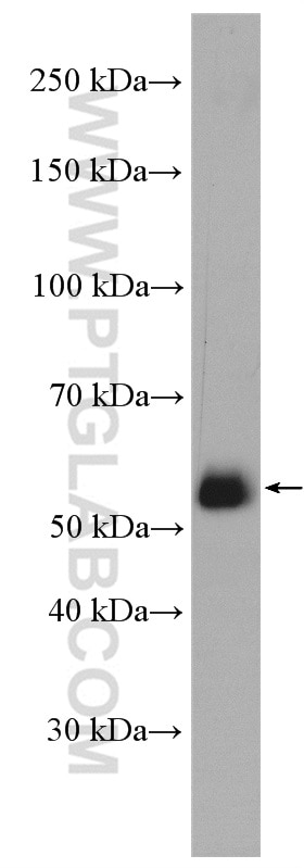 Western Blot (WB) analysis of HEK-293T cells using ABI1 Polyclonal antibody (27387-1-AP)