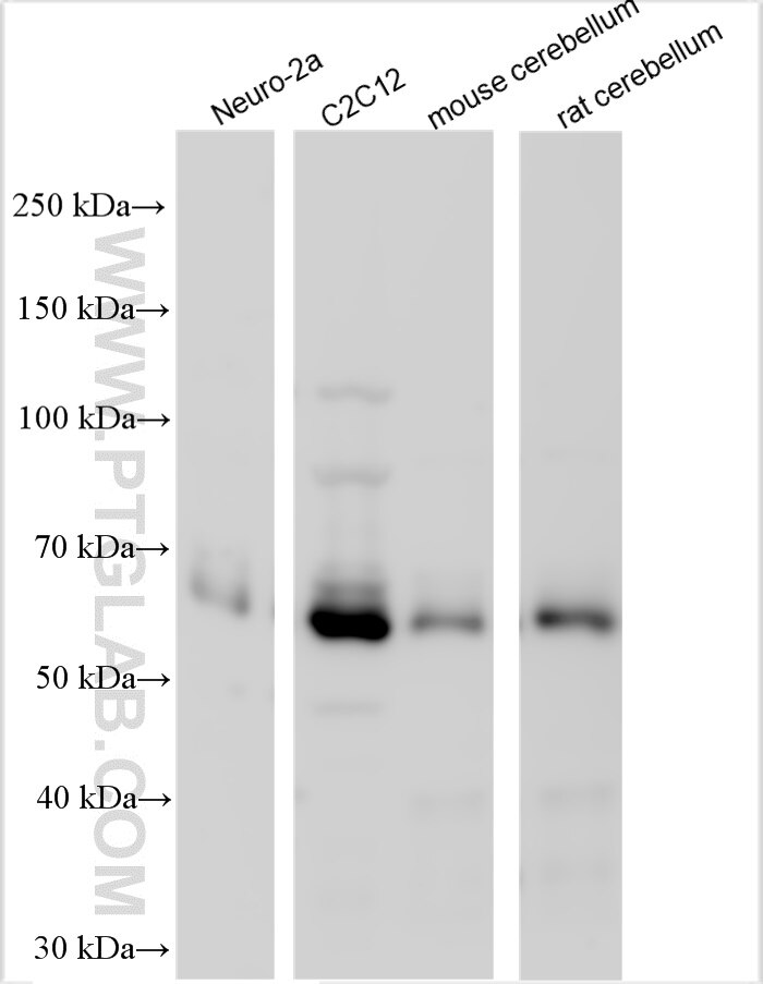 Western Blot (WB) analysis of various lysates using ABI1 Polyclonal antibody (27387-1-AP)