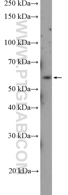 Western Blot (WB) analysis of C2C12 cells using ABI1 Polyclonal antibody (27387-1-AP)