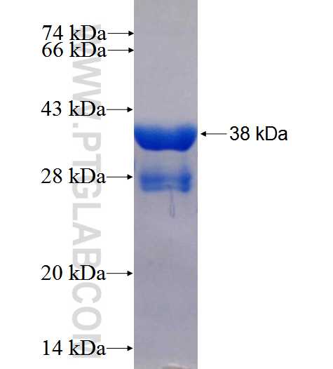 ABI1 fusion protein Ag26537 SDS-PAGE