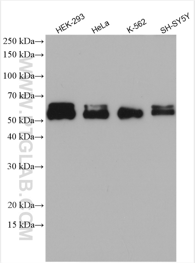 Western Blot (WB) analysis of various lysates using ABI2 Polyclonal antibody (14890-1-AP)