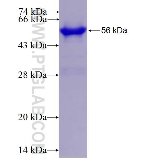 ABI2 fusion protein Ag6679 SDS-PAGE