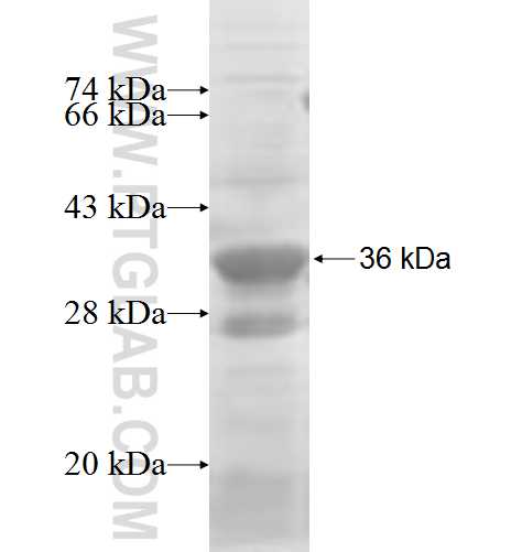 ABI2 fusion protein Ag7024 SDS-PAGE