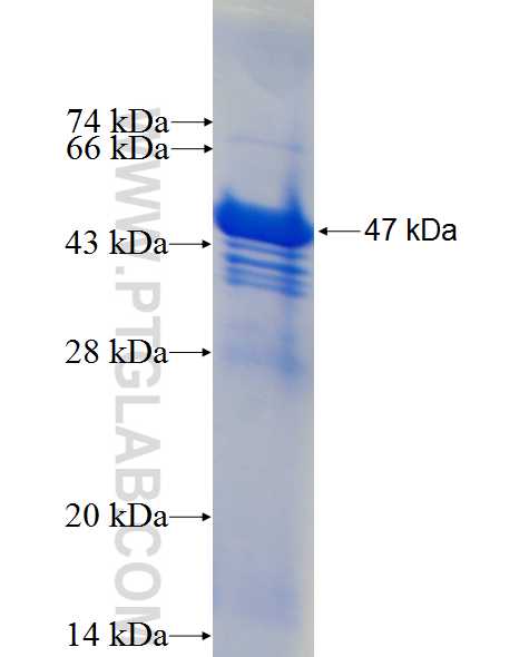 ABI3BP fusion protein Ag26841 SDS-PAGE