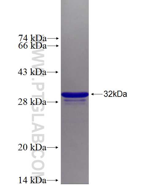 ABI3BP fusion protein Ag26859 SDS-PAGE