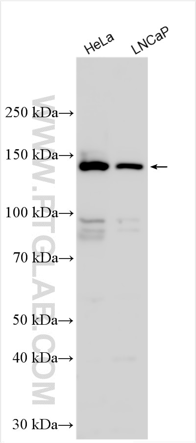 Western Blot (WB) analysis of various lysates using ABL1 Polyclonal antibody (29725-1-AP)