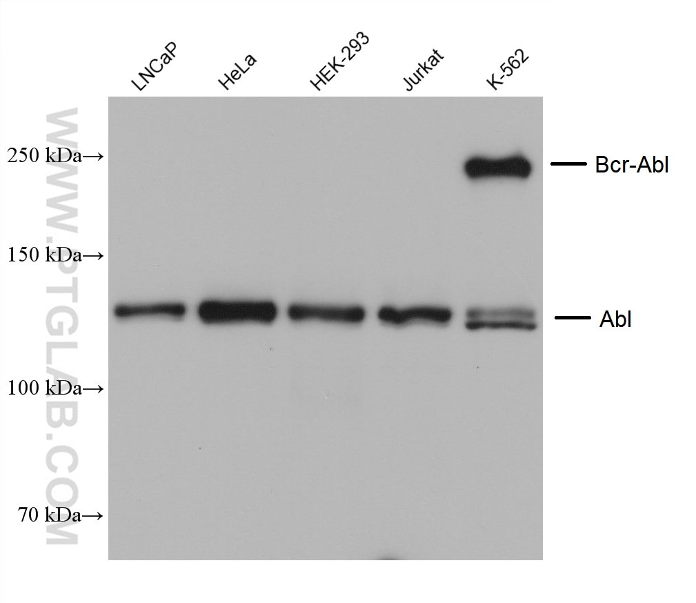 Western Blot (WB) analysis of various lysates using ABL1 Monoclonal antibody (68254-1-Ig)