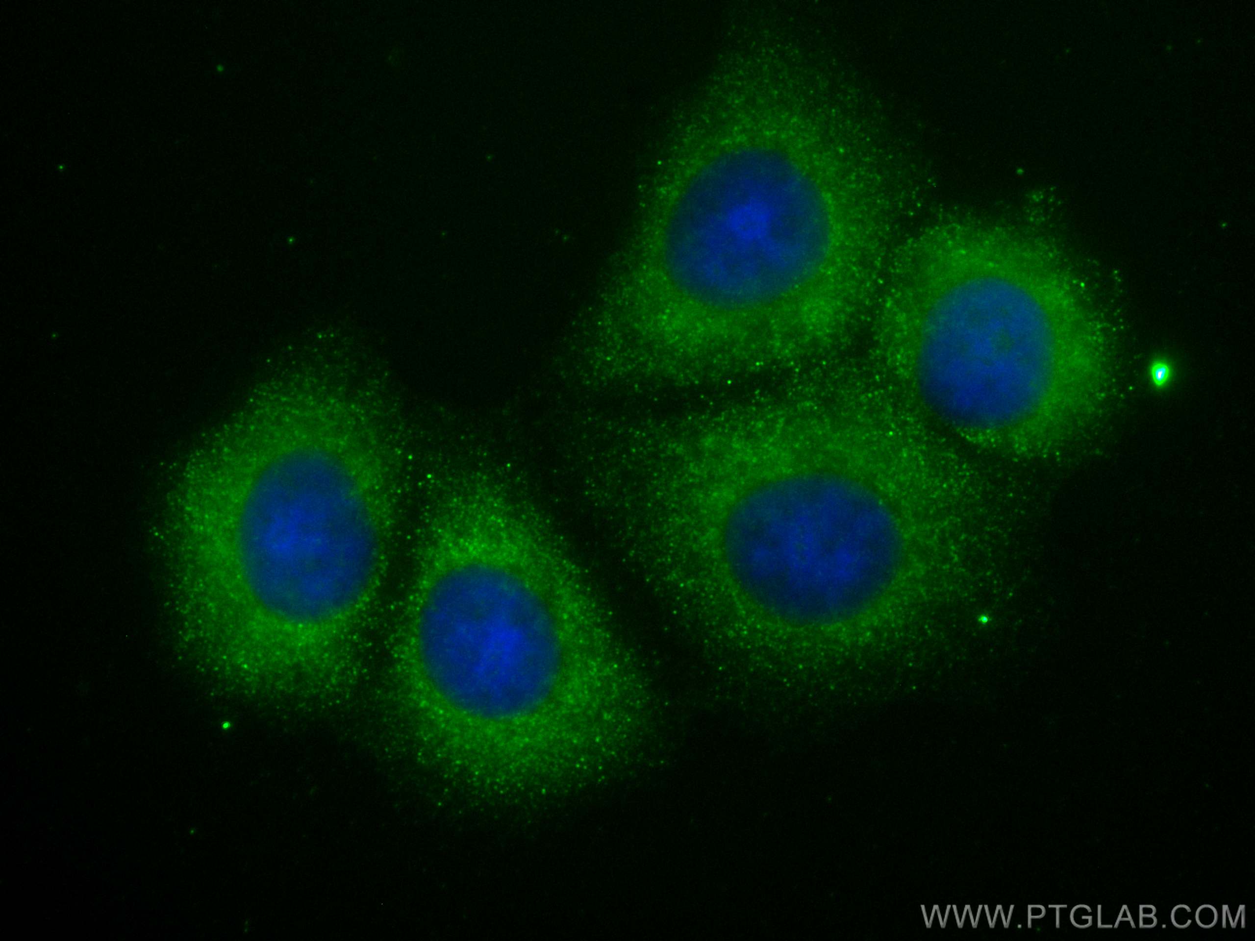 Immunofluorescence (IF) / fluorescent staining of MCF-7 cells using CoraLite® Plus 488-conjugated ABL1 Monoclonal anti (CL488-68254)