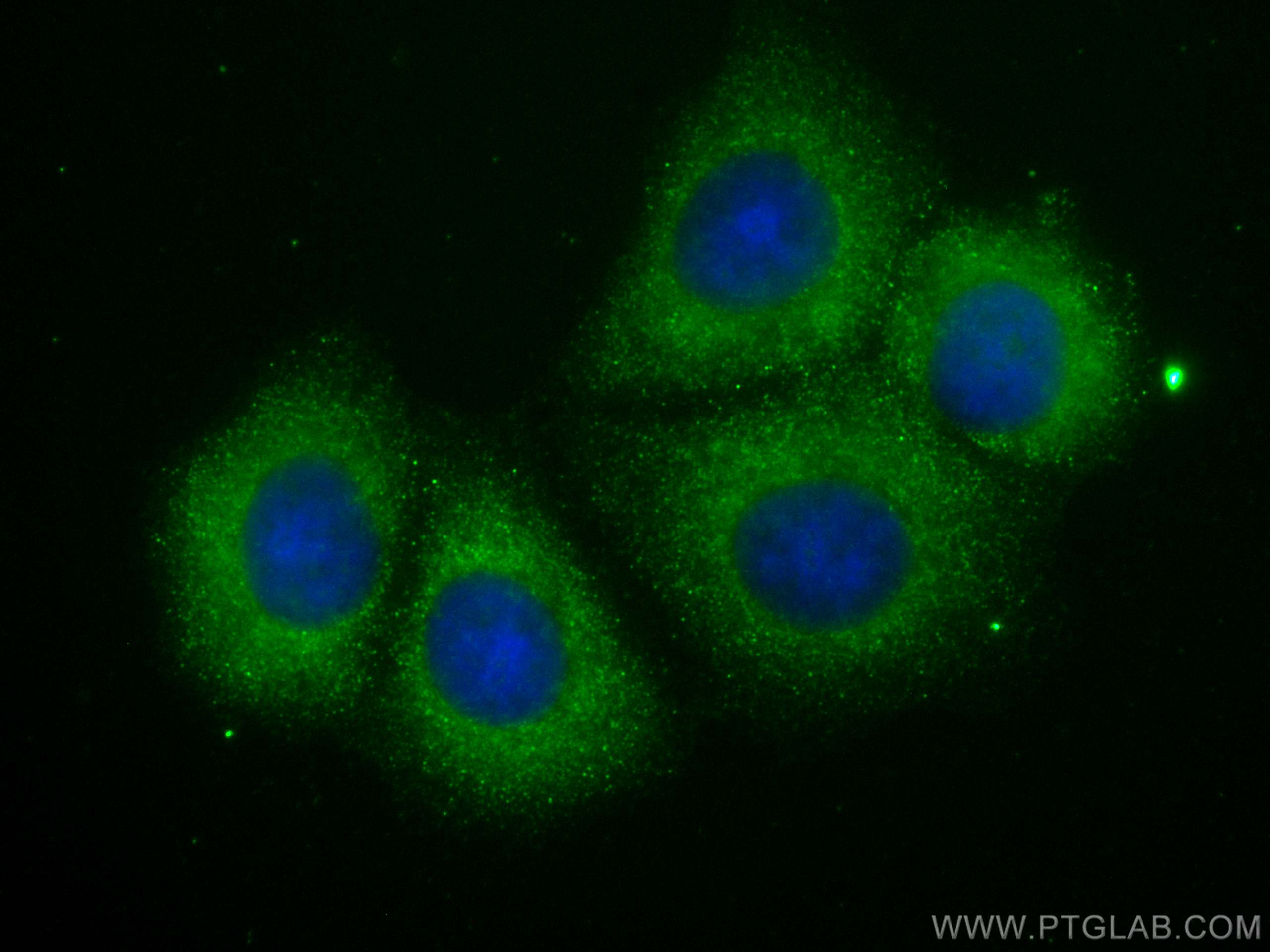 IF Staining of MCF-7 using CL488-68254