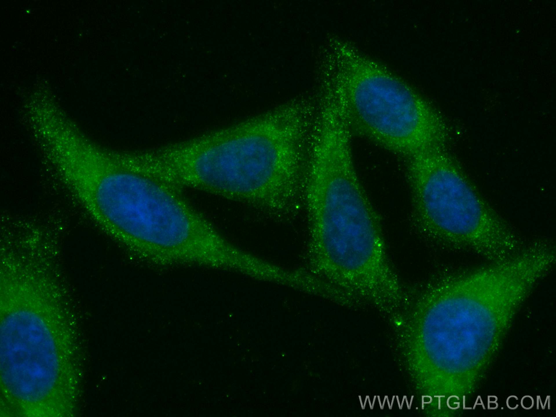 Immunofluorescence (IF) / fluorescent staining of HepG2 cells using CoraLite® Plus 488-conjugated ABL1 Monoclonal anti (CL488-68254)