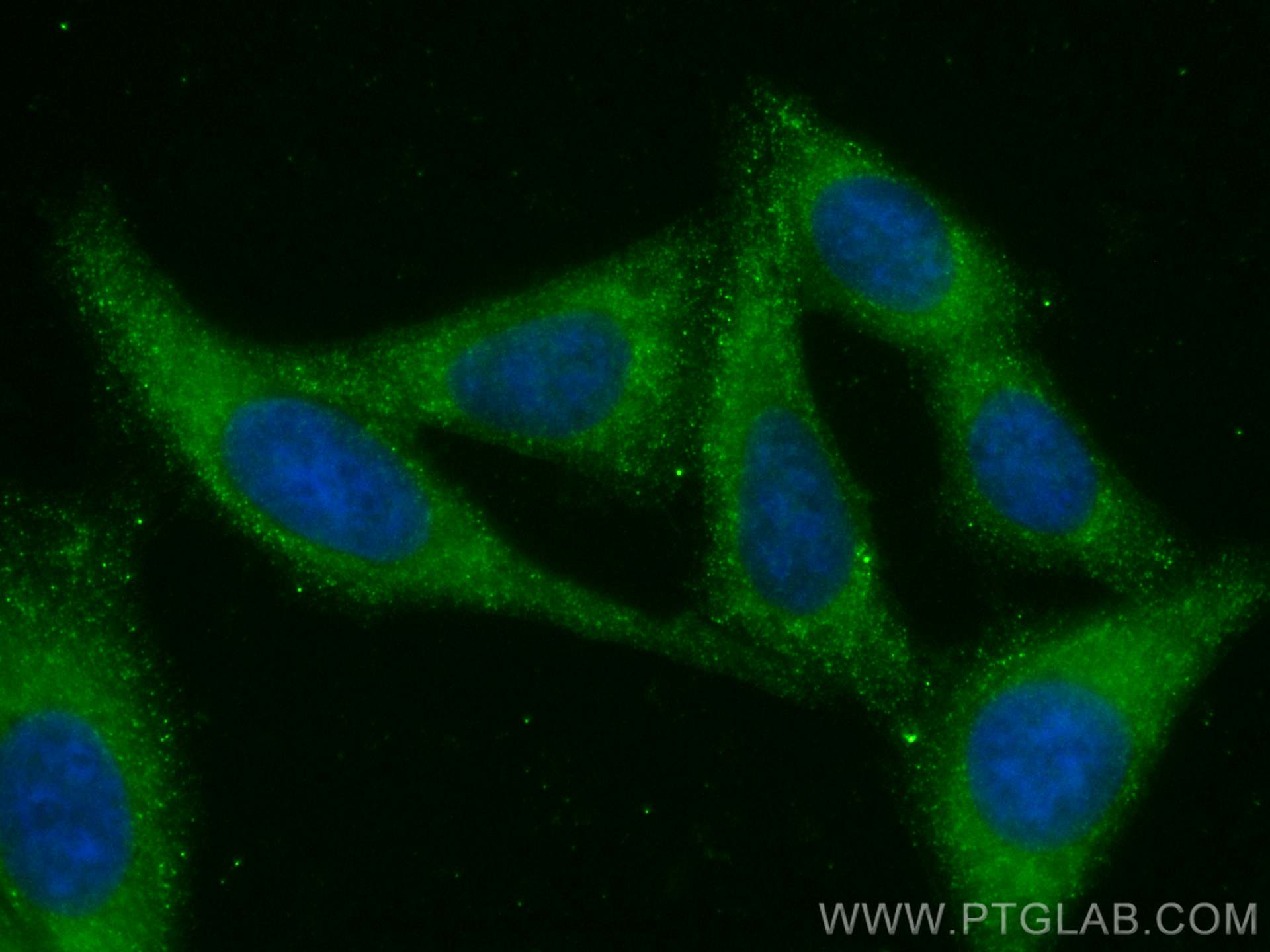 IF Staining of HepG2 using CL488-68254