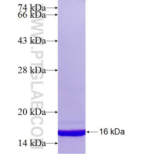 ABL1 fusion protein Ag26152 SDS-PAGE